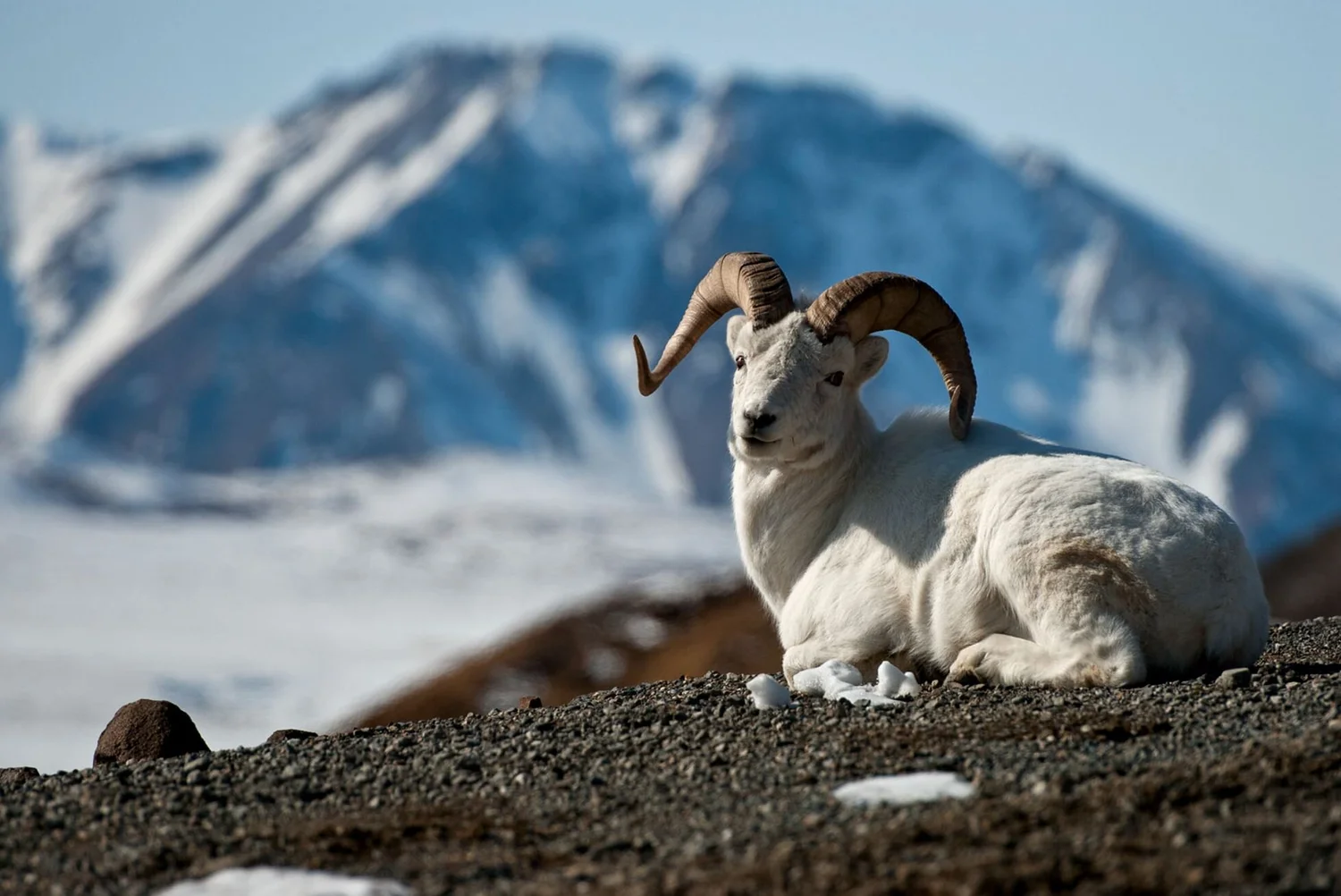 Dall Sheep: The Boldly Yet Functionally Accessorized Sheep